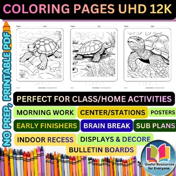 Summer Animal Activities for Preschool Kindergarten | Zentangle Turtle Coloring